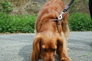 süß Hund beim bedford Stadt Park von England foto