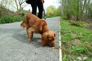 süß Hund beim bedford Stadt Park von England foto