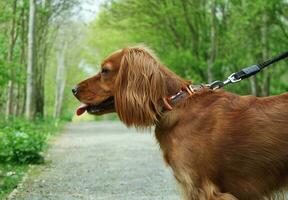 süß Hund beim bedford Stadt Park von England foto