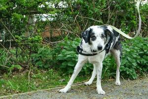 süß Hund beim bedford Stadt Park von England foto