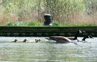 süß Wasser Vögel Gänse und Küken beim See von bedford Stadt von England foto