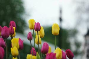 Herrlich frisch Blumen von Sommer- Jahreszeit beim bedford Stadt von England Vereinigtes Königreich foto