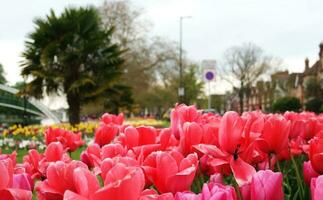 Herrlich frisch Blumen von Sommer- Jahreszeit beim bedford Stadt von England Vereinigtes Königreich foto