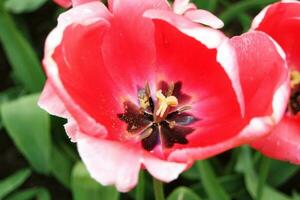 Herrlich frisch Blumen von Sommer- Jahreszeit beim bedford Stadt von England Vereinigtes Königreich foto