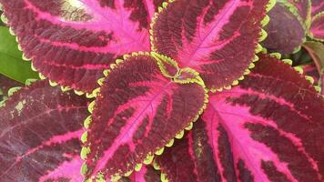Coleus oder rot Miana Blätter, ein Kräuter- Pflanze mit Grün Blatt Kanten foto