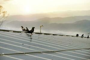 Photovoltaik oder Solar- Zelle Dach welche hätten Staub, Regenwasser Fleck, Vogel fallen lassen auf das Oberfläche, verschwommen Sonnenuntergang Hintergrund, Solar- Instandhaltung System zu erhöhen, ansteigen höher System Performance Konzept. foto