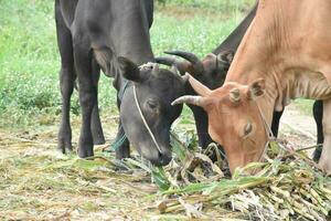 inländisch Kühe sind Essen Mais Pflanzen und frisch Gras Stapel welche ihr Inhaber stellen Sie auf das Boden. foto