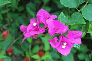 Bougainvillea Blume und Geäst. foto