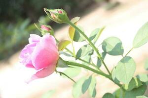 Rosa und rot Rose Blume. foto