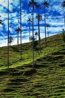 kolumbianisch National Baum das quindio Wachs Palme beim das Kokos Senke gelegen im Salento im das quindio Region foto