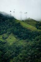 Aussicht von das schön Wolke Wald und das quindio Wachs Palmen beim das Kokos Senke gelegen im Salento im das quindio Region im Kolumbien. foto