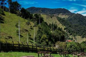 Aussicht von das schön Wolke Wald und das quindio Wachs Palmen beim das Kokos Senke gelegen im Salento im das quindio Region im Kolumbien. foto