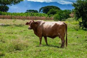 braun Kuh beim das schön Landschaften von das Region von Tal del cauca im Kolumbien foto