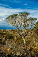 schön Landschaft von kolumbianisch andean Berge zeigen paramo Art Vegetation im das Abteilung von cundinamarca foto