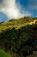 Aussicht von das schön Wolke Wald und das quindio Wachs Palmen beim das Kokos Senke gelegen im Salento im das quindio Region im Kolumbien. foto