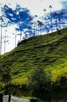 Aussicht von das schön Wolke Wald und das quindio Wachs Palmen beim das Kokos Senke gelegen im Salento im das quindio Region im Kolumbien. foto