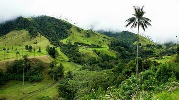 Aussicht von das schön Wolke Wald und das quindio Wachs Palmen beim das Kokos Senke gelegen im Salento im das quindio Region im Kolumbien. foto