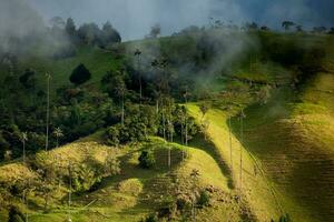 Aussicht von das schön Wolke Wald und das quindio Wachs Palmen beim das Kokos Senke gelegen im Salento im das quindio Region im Kolumbien. foto