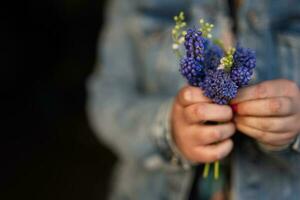 Hand von Frau halt Frühling Muscari Blumen Muscari. foto