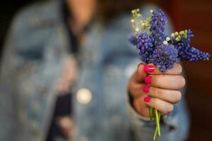 Hand von Frau halt Frühling Muscari Blumen Muscari. foto