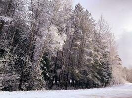 Anfang von Winter. zuerst Schnee auf Baum Geäst entlang Straße. Studio Foto