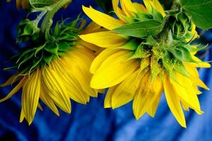 schön Sonnenblume schließen Auf, Sonnenblume auf Blau Hintergrund, ukrainisch Symbol, Druck zum Postkarte, Tapete, Cover Entwurf, Plakat ,Kalender,Werbung,Verpackung,Gruß Karte, gelb Blume. foto