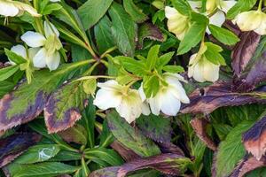 Botanik. Blumen im das Garten. Nahansicht Aussicht von ein Helleborus Fötus, ebenfalls bekannt wie stinkend Nieswurz, Blätter und Winter Blühen Blumen im das Park. foto