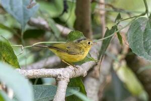 Pfeifer Trällerer oder Phylloscopus Pfeifer beobachtete im Latpanchar im Indien foto