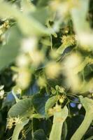 Tilia, Linde Baum, Linde oder Limette Baum mit ungeblasen Blüte. Tilia Baum ist gehen zu blühen. ein Biene versammelt sich kalkfarben Honig foto