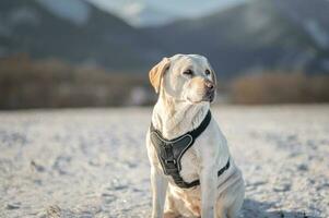 Labrador Porträt Fotos im Liptau, Fotoshooting mit Hund, Slowakei 04.04.2023