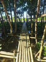 Mangrove Bäume beim lokal und National Park lantebung foto