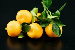 das Calamondin Orange Nitro Fortunella Macrocarpa ist ein Hybrid von Mandarin ein cumquat foto