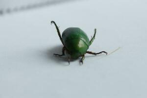 Makro Schuss von ein Käfer, Bild von Fehler auf das Boden. Insekt animal.cetonia Aurata auf ein Weiß Hintergrund im das wild. foto