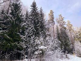 Anfang von Winter. zuerst Schnee auf Baum Geäst entlang Straße. Studio Foto