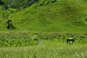 szenisch Grün Gras Feld Aussicht von rollen Landschaft Grün Bauernhof Felder mit Pferd foto