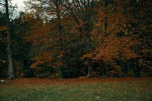 Herbst Wald Gelb Blätter Landschaft hoch Bäume Park frisch Luft foto