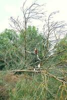 Frau im Overall und gebrochen Baum Turnschuhe Wald foto