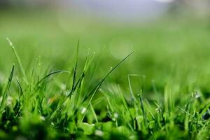 Frühling Natur mit jung Grün Gras im Nahansicht foto