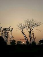 Silhouette von das Bäume im das Morgen beim Sonnenaufgang. foto