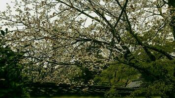 das Bedingung von einer von das japanisch Gardens im Arashiyama im spät Frühling. etwas Kirsche blühen Blumen sind immer noch im blühen foto