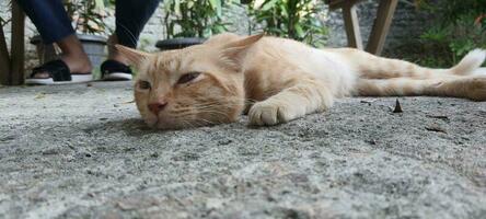 ein Katze Das Schlaf auf ein Beton Boden. foto