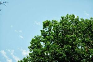 Frühling Grün Blätter auf ein Baum gegen ein Blau Himmel, foto