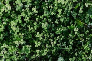 Kleeblatt Gras Blätter sind Grün und frisch Schuss Nahansicht von das Rasen. das Konzept von Pflege zum das Umgebung und das Planet foto