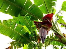 Bündel von Banane beim Landwirtschaft Garten, Banane Baum Hintergrund foto