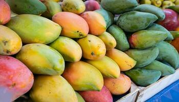 Mango Obst hängend auf ein Baum mit ein rustikal hölzern Tabelle foto