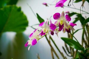 schöne orchideenblumen am baum foto