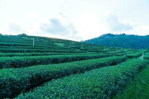 Teeplantage und Grünteeplantage foto