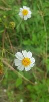 schön Gänseblümchen Blumen mit Grün Laub oder bellis perennis Ich, oder Compositae Blühen im das Park während Sonnenlicht von Sommer- Tag foto