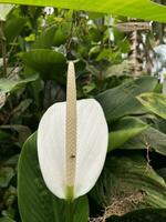 Hügel Baum Blume zusammen natürlich foto