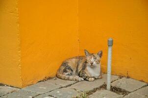 schläfrig wenig Katze Sitzung Nächster zu hell Gelb Mauer foto